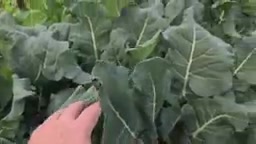 冬季种菜优势解析:亚热带气候蔬菜种植实践指南