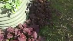 多年经验才让他明白,香菜其实偏爱凉爽环境