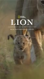 Lion King Growth Documentary: The Royal Journey of National Geographic's Lion Cub Keo