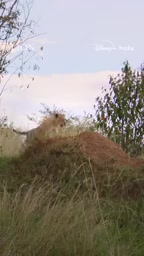 This is the true story of a lion cub called Keo or Bloodline.