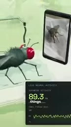 Google Maps the Fruit Fly's Entire Brain: Does a Simulated Living Thing Really Exist?
