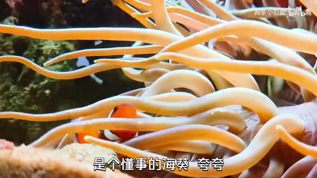 Native Marine Tank Daily Log: The Ocean Creatures with Personalities All Their Own