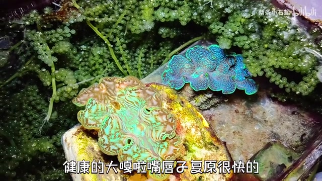 嘴唇子复原很快的