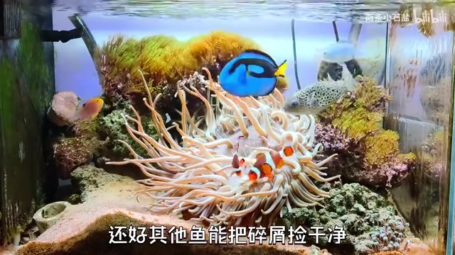 每次必须先喂小怪