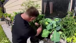 种在纸袋里的芜菁等根茎类作物