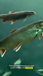 The long-held belief that fish cannot feel pain