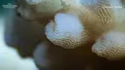 国家地理《Expedition: Saving Our Seas》预告片:珊瑚消失后海洋还剩什么