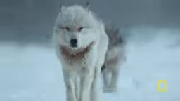 National Geographic New Trailer: Bertie Gregory Films Wolves Hunting Moose Up Close