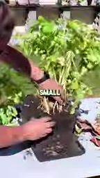 so is this gonna be a harvest of baby potatoes?