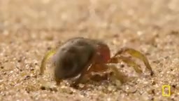Survival challenges under extreme desert heat