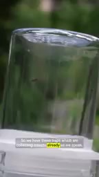 Insect traps will operate until the end of August