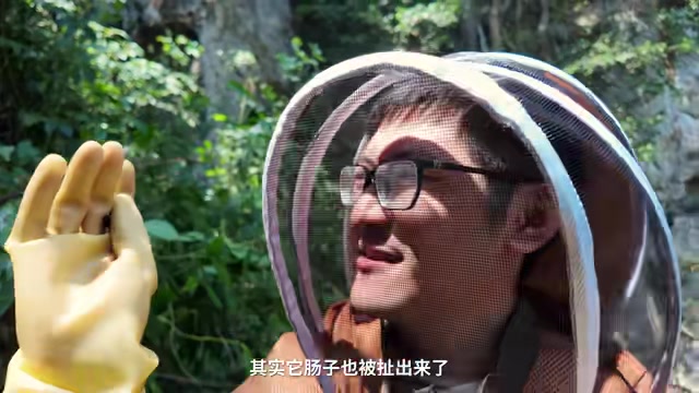 悬崖采蜜人与游牧蜂农:正在消失的古老职业
