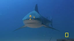 Why Are Hammerhead Sharks Endangered? National Geographic Documentary Reveals the Truth