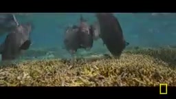 giving the corals a chance to recover.