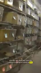 鼠类养殖场屠宰方式的残酷现实