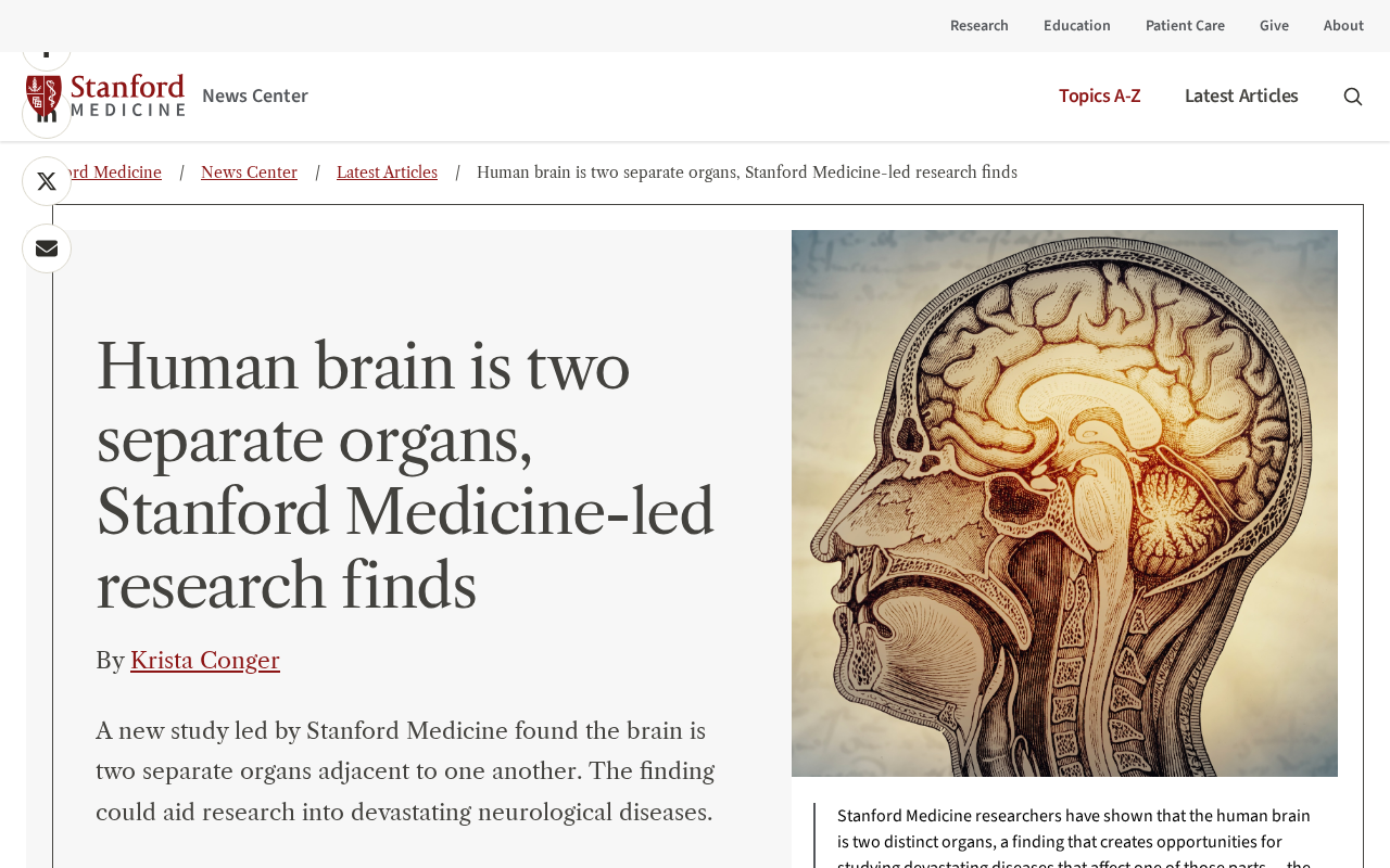 Stanford Medicine Study: The Human Brain May Be Two Separate Organs