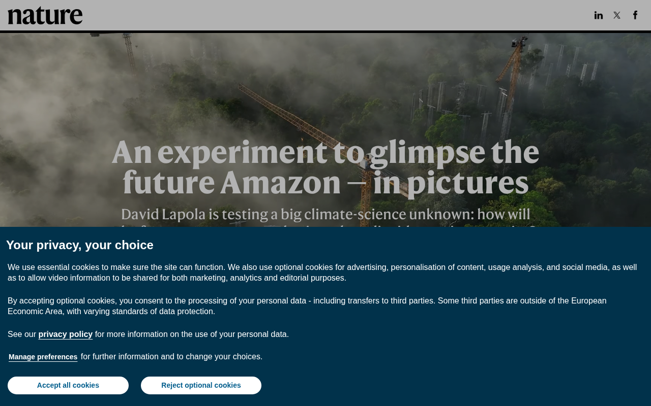 The AmazonFACE Experiment: A Window Into the Future of the Amazon Rainforest